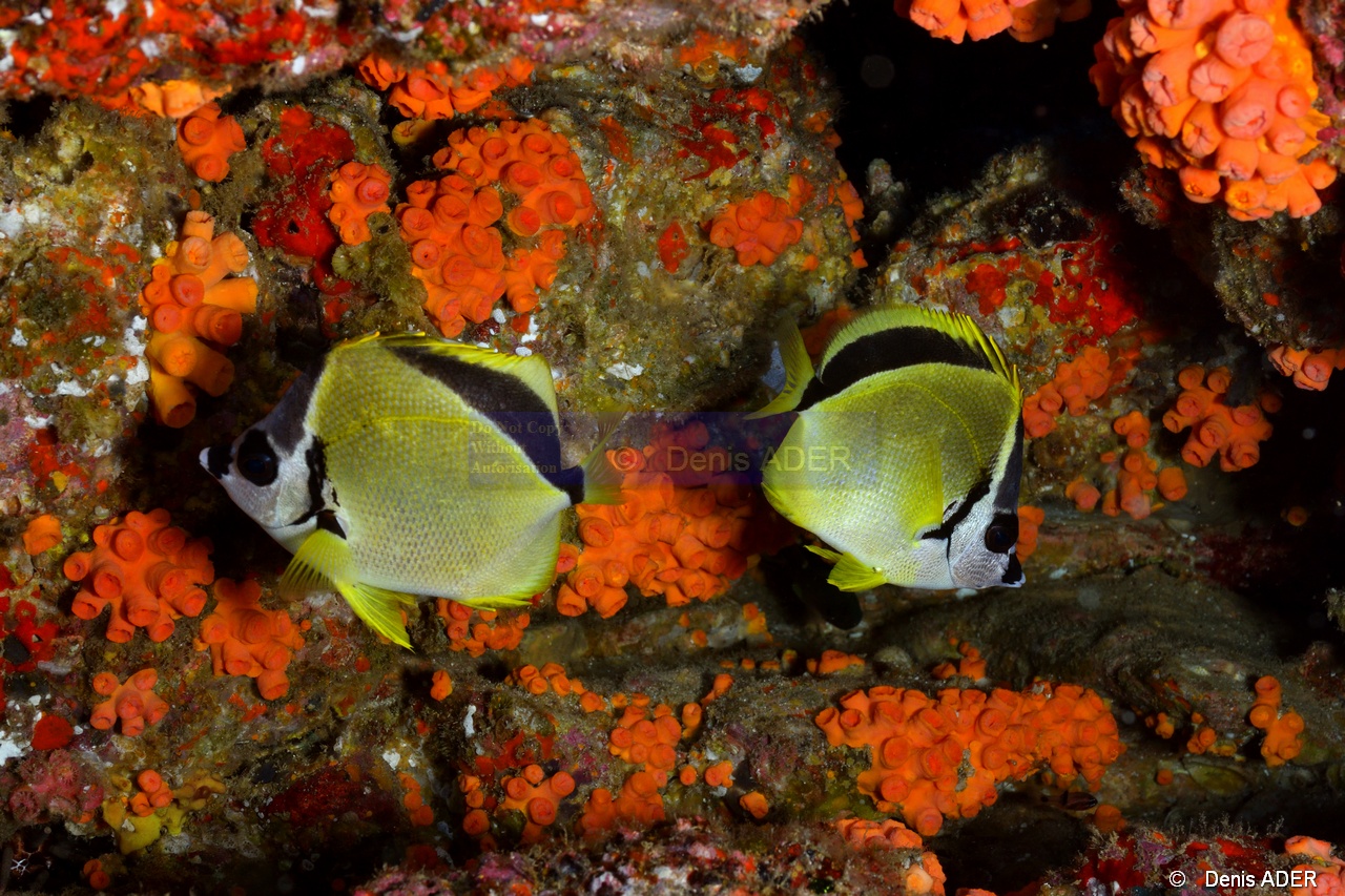 Johnrandallia nigrirostris Poisson barbier-La Paz Los Islotes Arche-8m-20181025-Denis-ADER-DSC_0172_tn.jpg